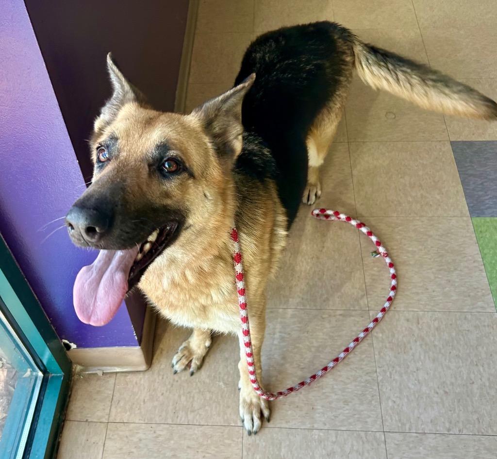 Sapphire, Adoptable, Adult Female German Shepherd Dog.