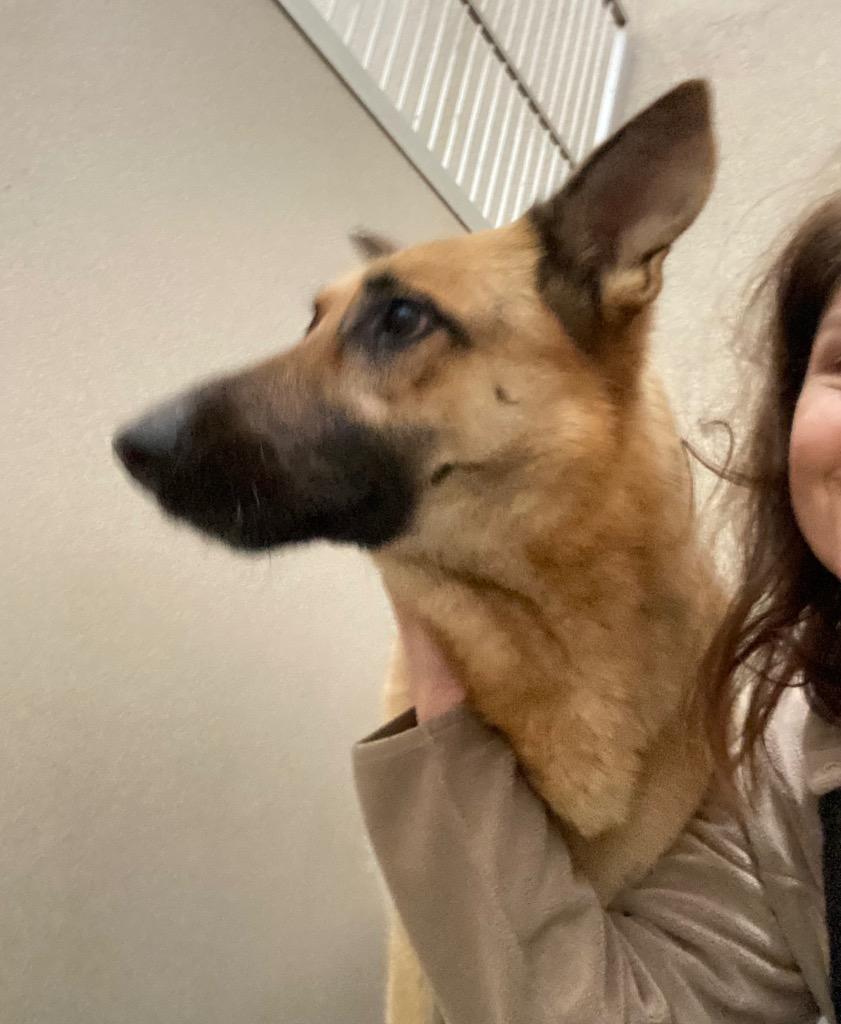 Enlarge Sapphire, a Adoptable German Shepherd Dog in Little Rock, AR image 2/2