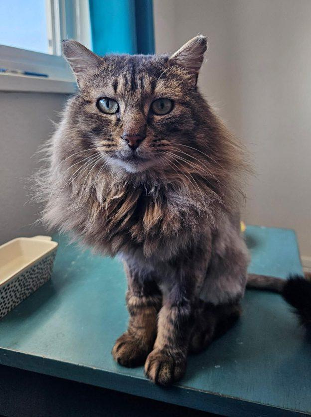 Enlarge Ash, a ADOPTABLE Domestic Long Hair in Anchorage, AK image 1/1