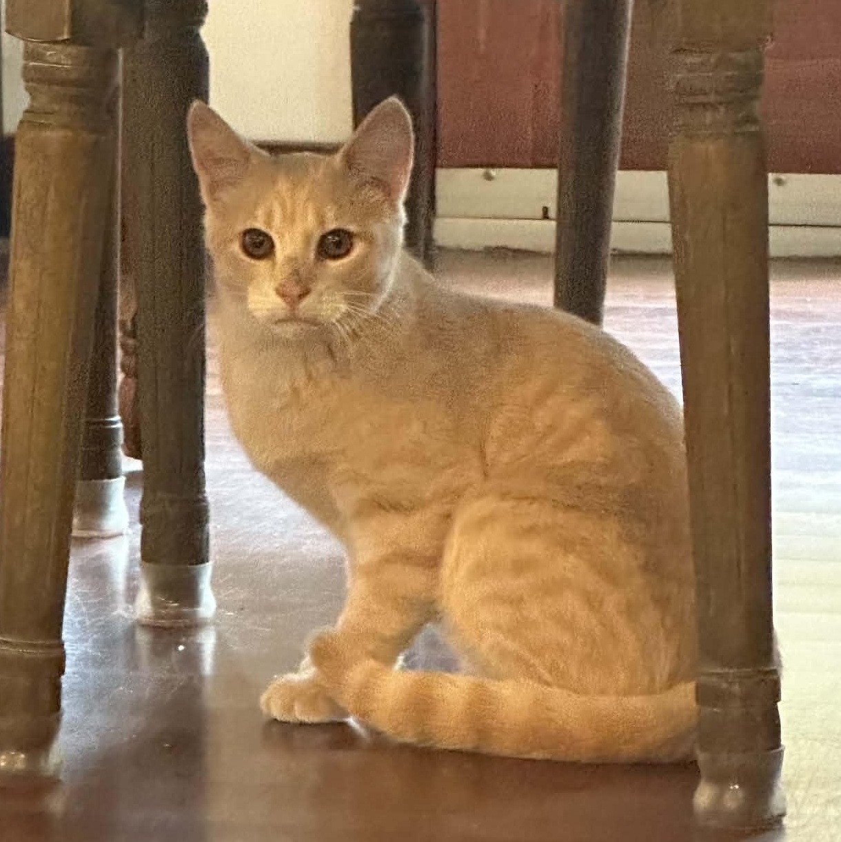 Enlarge Binoo, a Adoptable Domestic Short Hair in Wakefield, QC image 2/2