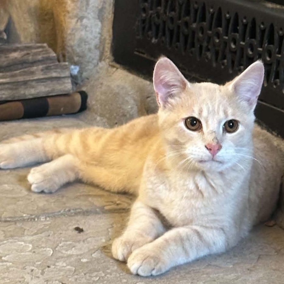 Binoo, Adoptable, Kitten Male Domestic Short Hair.