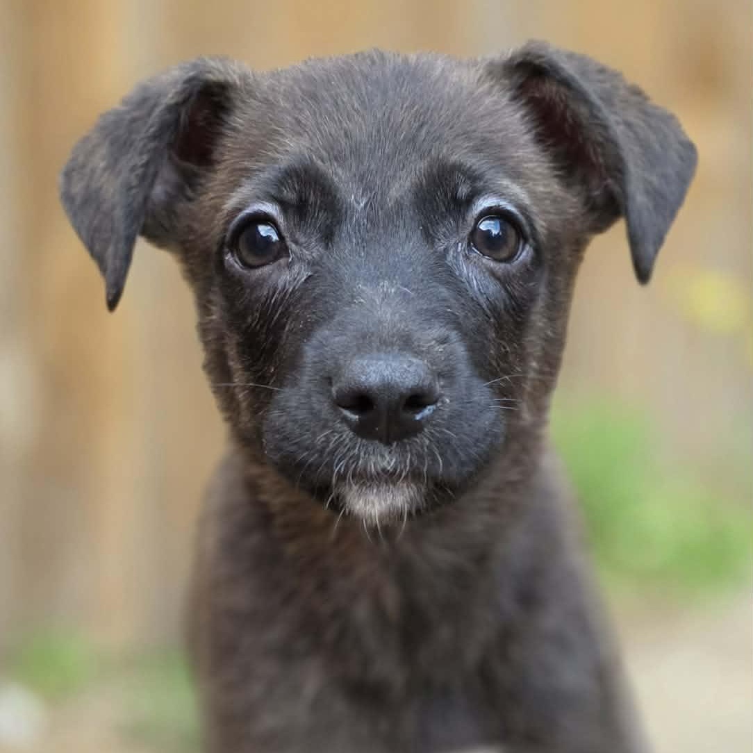 Roswyn (PUPPY), adopted, Puppy Female German Shepherd Dog.