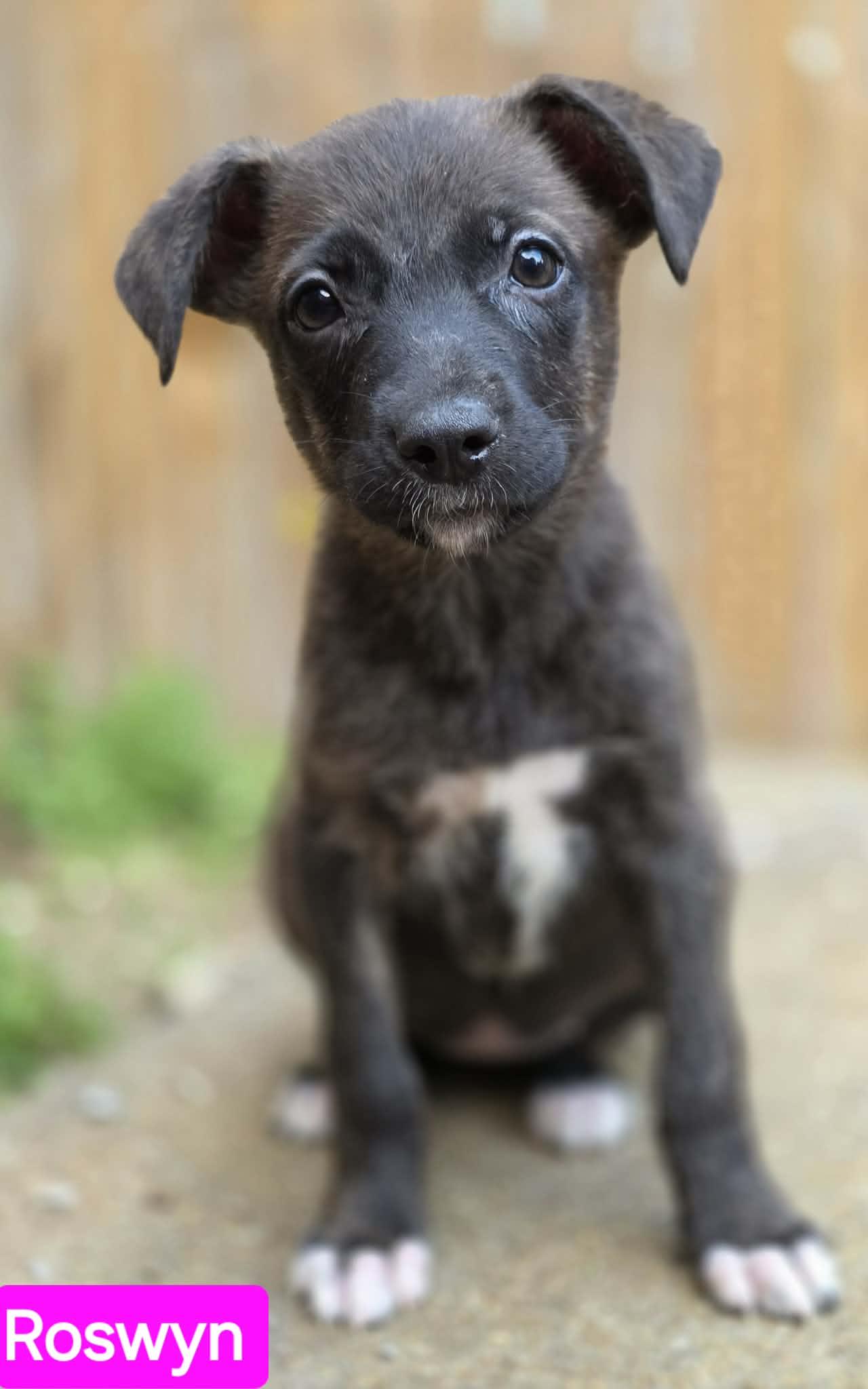 Enlarge Roswyn (PUPPY), an adopted mixed breed in Greeneville, TN image 3/6