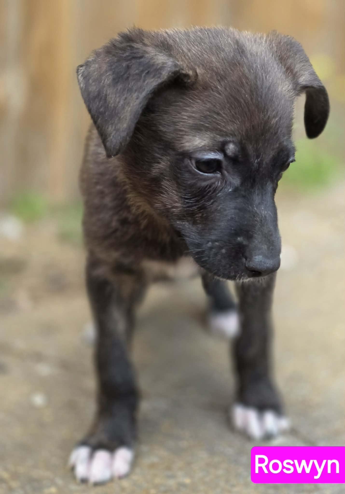 Enlarge Roswyn (PUPPY), an adopted mixed breed in Greeneville, TN image 4/6