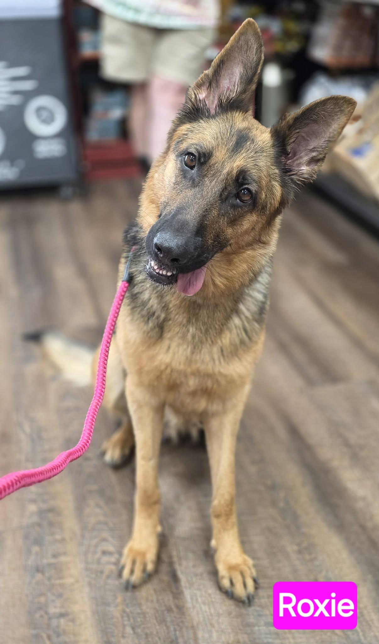 Enlarge Roswyn (PUPPY), an adopted mixed breed in Greeneville, TN image 5/6