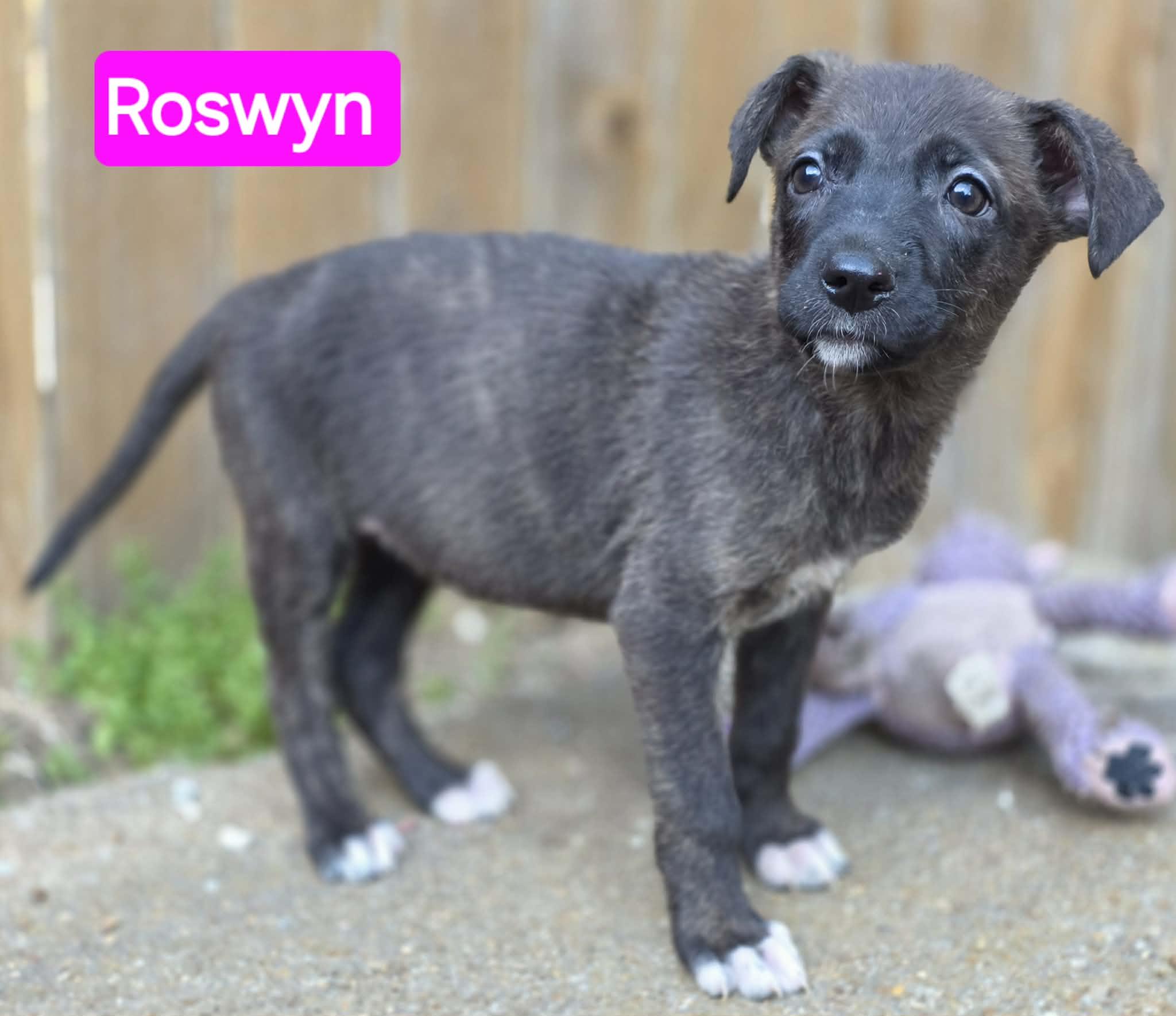 Enlarge Roswyn (PUPPY), an adopted mixed breed in Greeneville, TN image 2/6