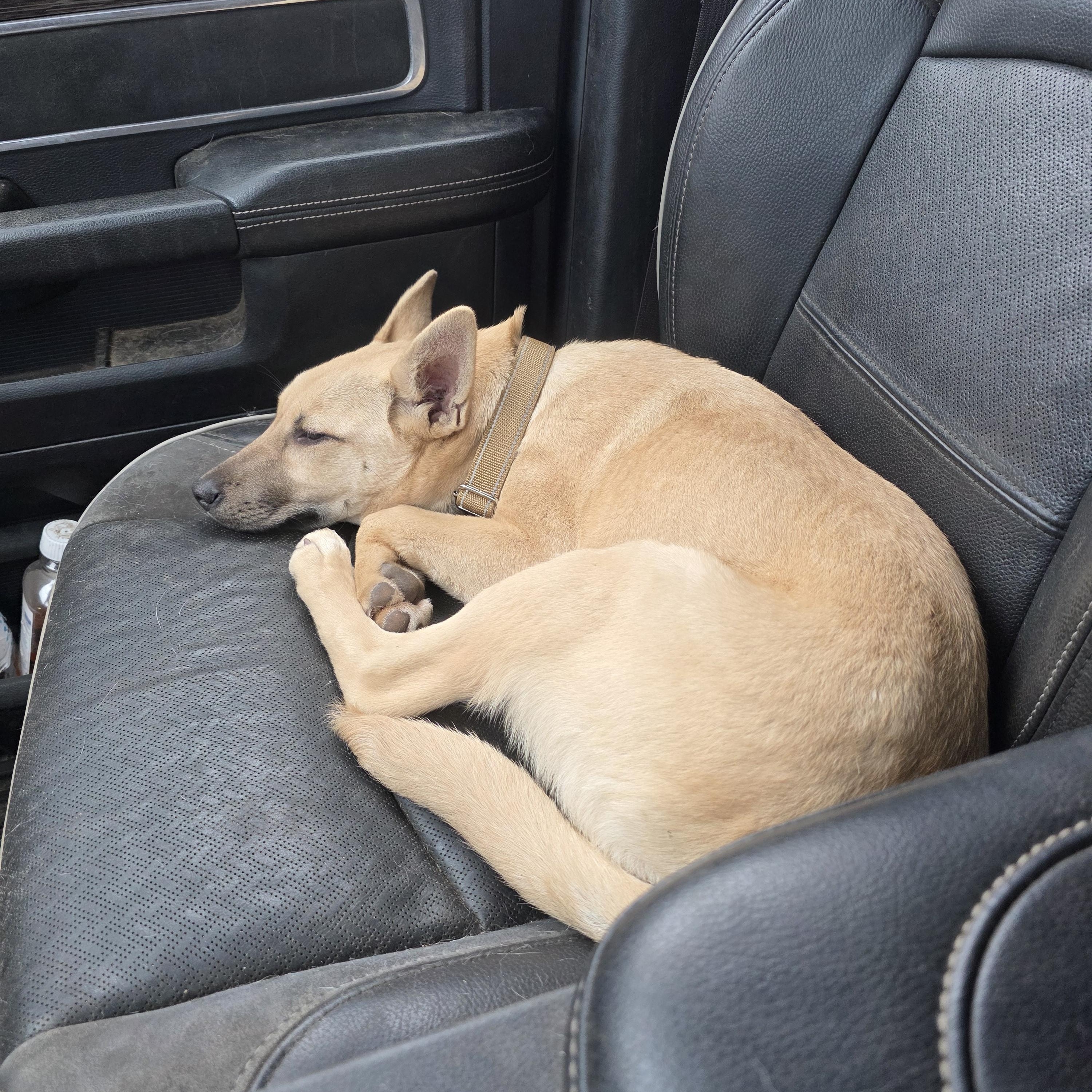 Enlarge Dusty, an adopted mixed breed in AUBURN, WA image 3/3