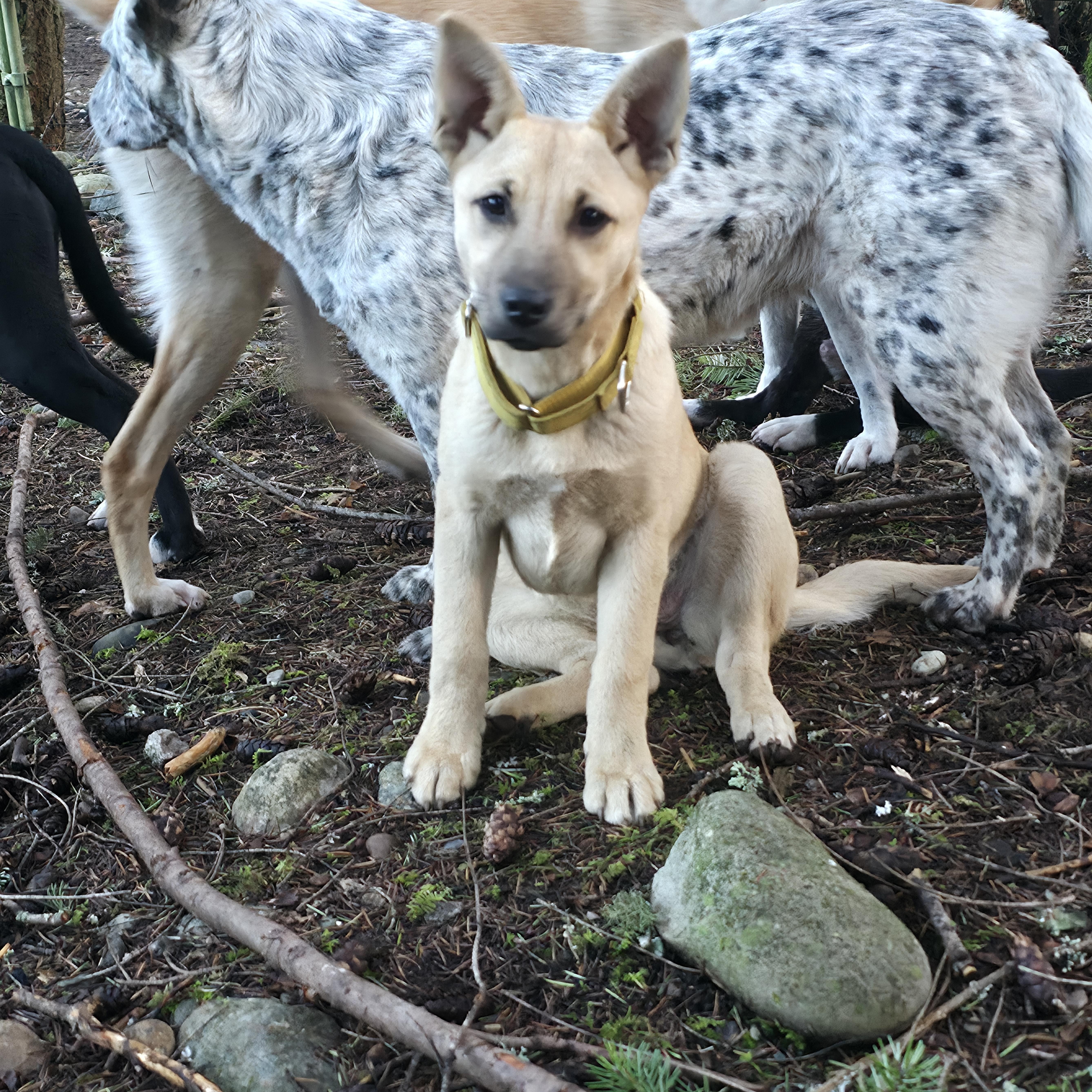 Enlarge Dusty, an adopted mixed breed in AUBURN, WA image 1/3