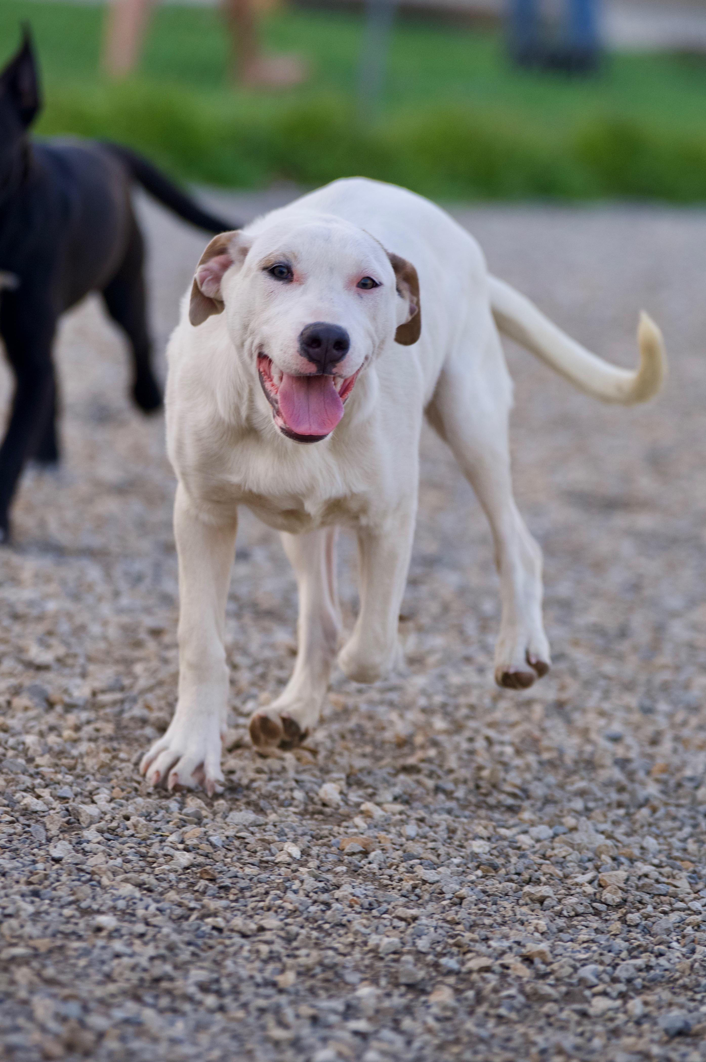Enlarge Lainey, a Adoptable mixed breed in Hiawatha, KS image 3/6