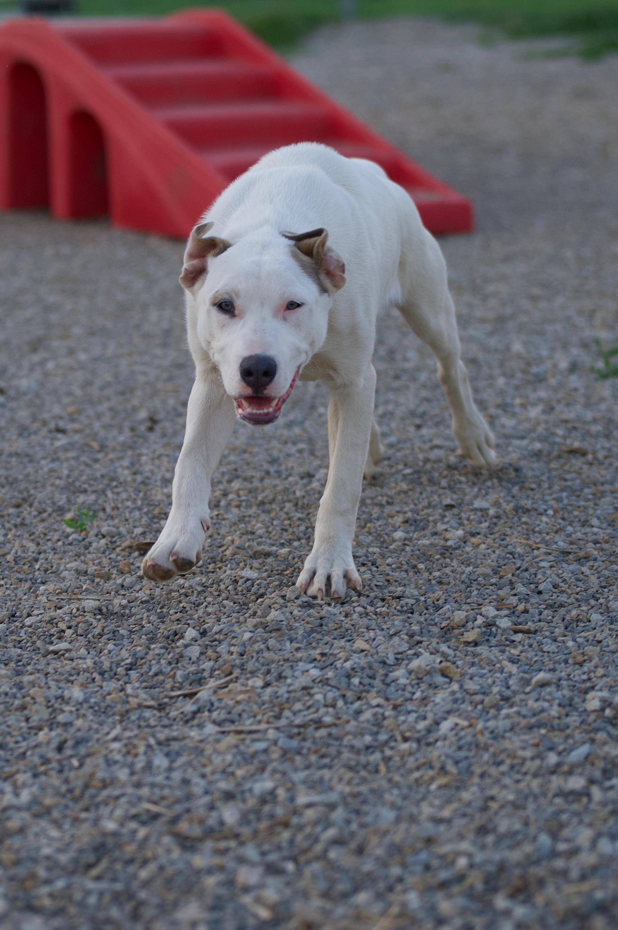 Enlarge Lainey, a Adoptable mixed breed in Hiawatha, KS image 4/6