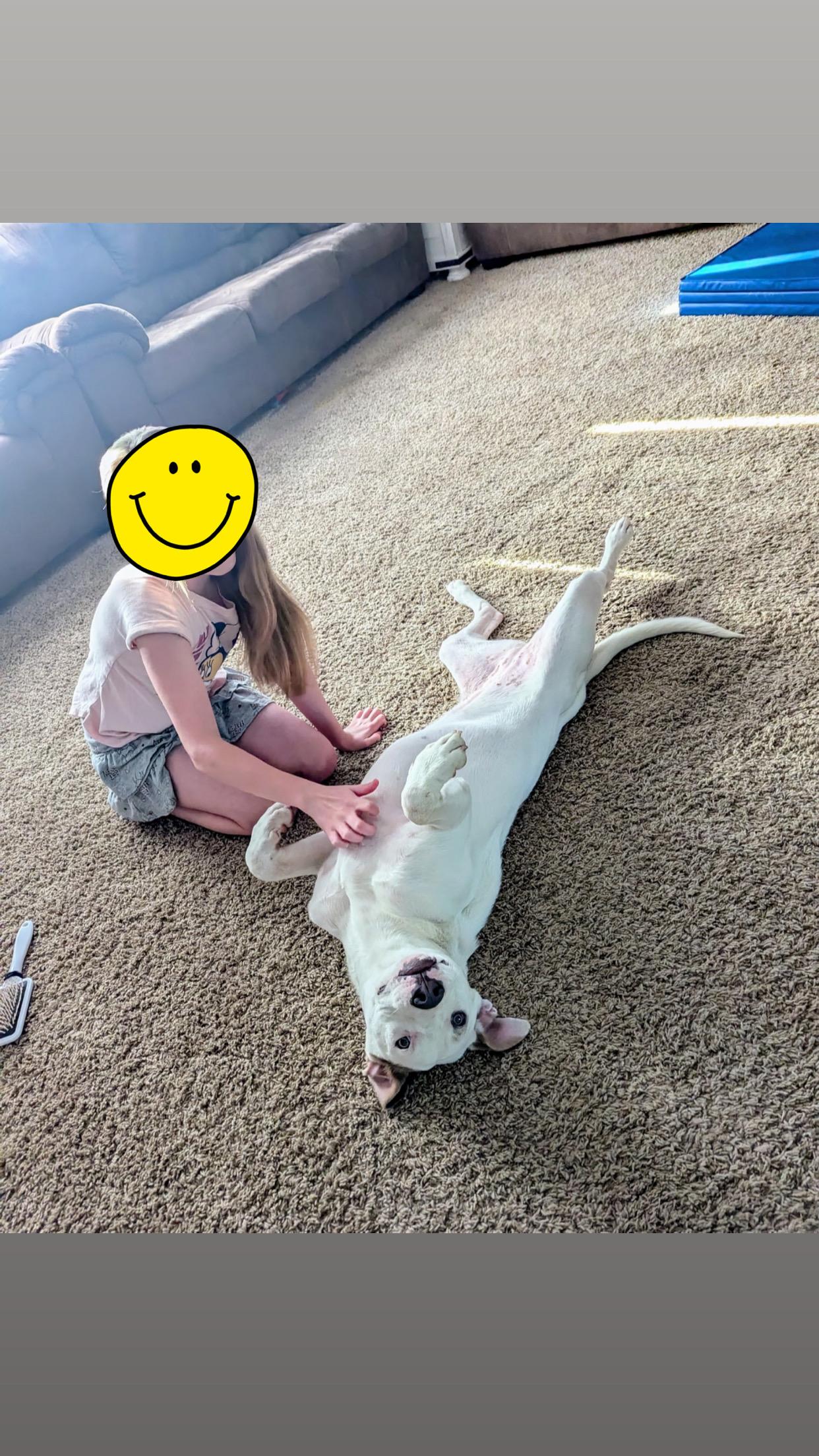 Enlarge Lainey, a Adoptable mixed breed in Hiawatha, KS image 1/6