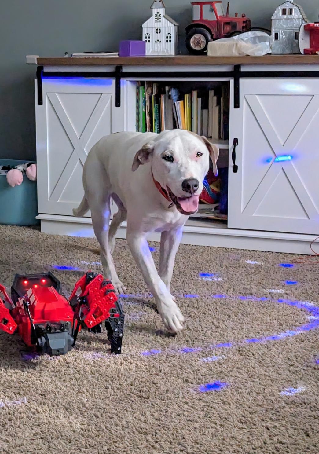 Enlarge Lainey, a Adoptable mixed breed in Hiawatha, KS image 2/6