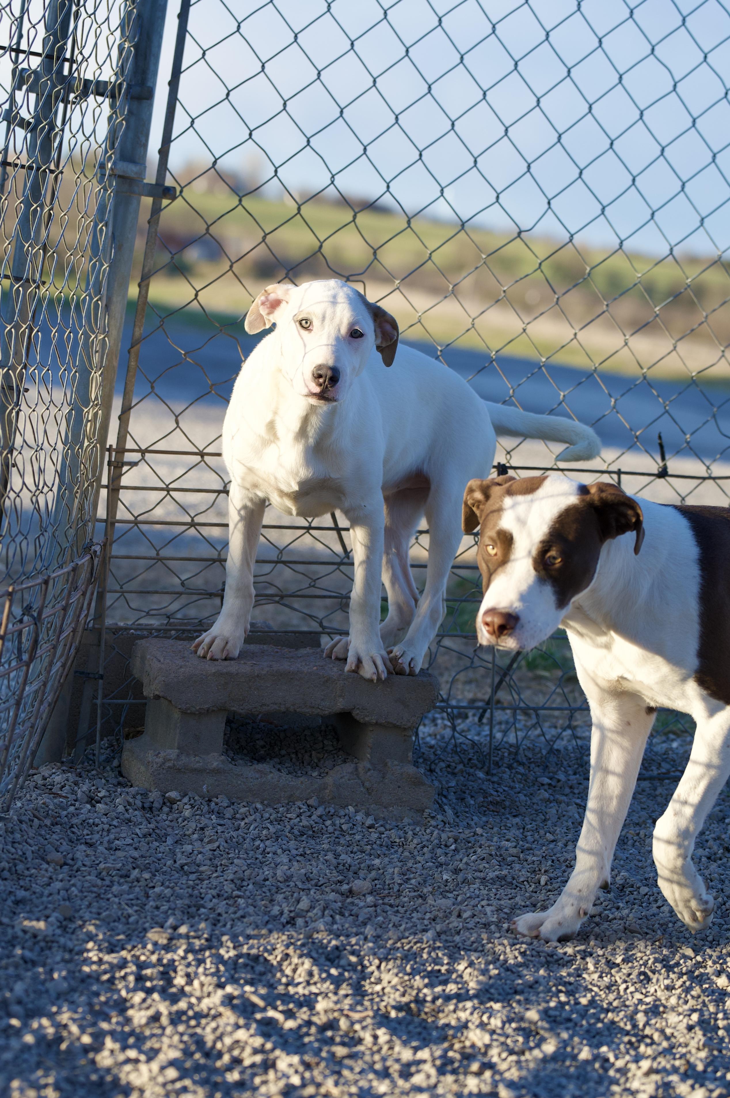 Enlarge Lainey, a Adoptable mixed breed in Hiawatha, KS image 6/6