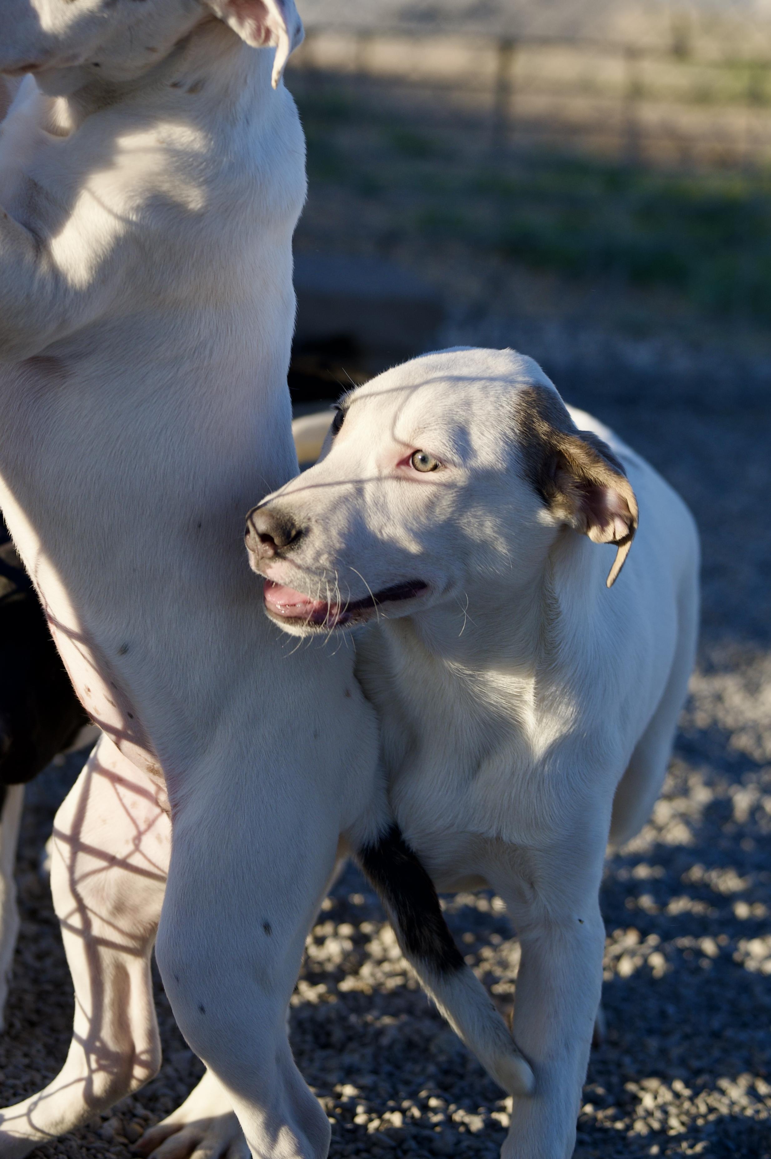Enlarge Lainey, a Adoptable mixed breed in Hiawatha, KS image 5/6