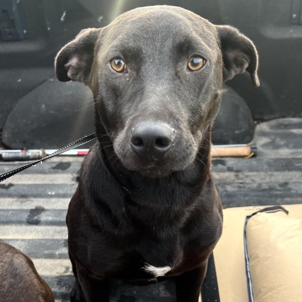 Jett, Adoptable, Adult Male Black Labrador Retriever & Mixed Breed.
