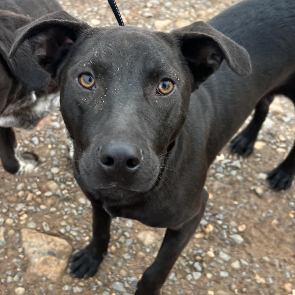 Enlarge Jett, a Adoptable mixed breed in Little Rock, AR image 2/4