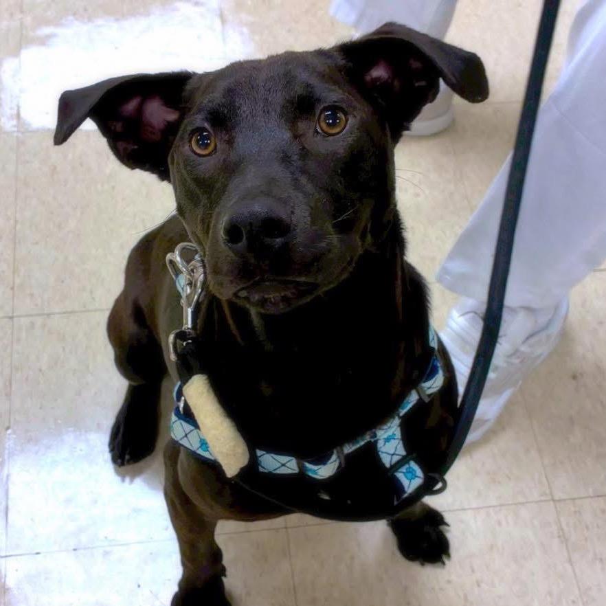 Enlarge Jett, a Adoptable mixed breed in Little Rock, AR image 3/4