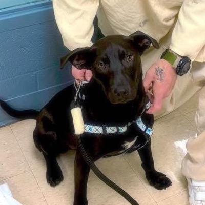 Enlarge Jett, a Adoptable mixed breed in Little Rock, AR image 4/4