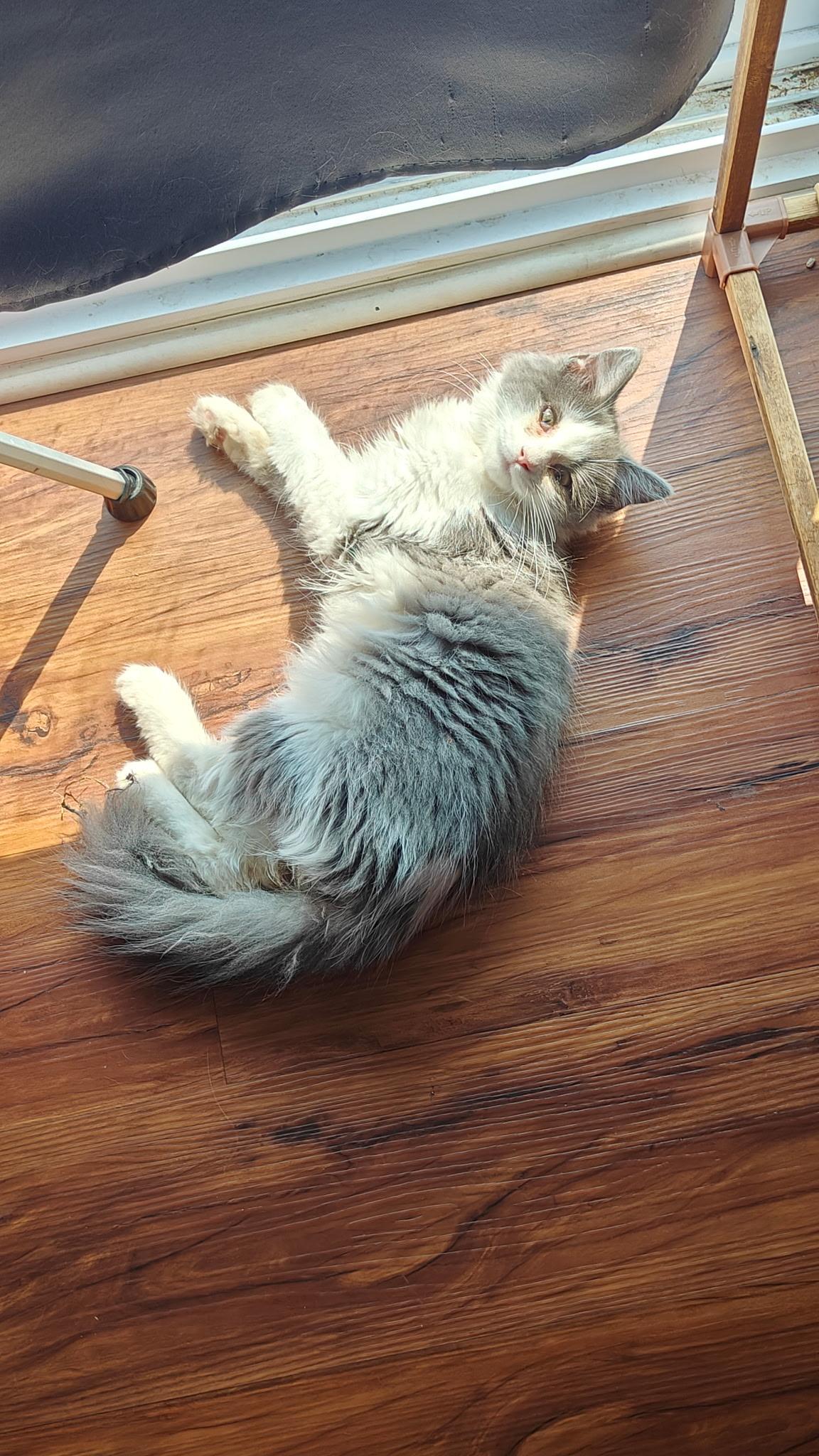 Oakley & Sage (bonded siblings), Adopted, Kitten Female Ragamuffin.