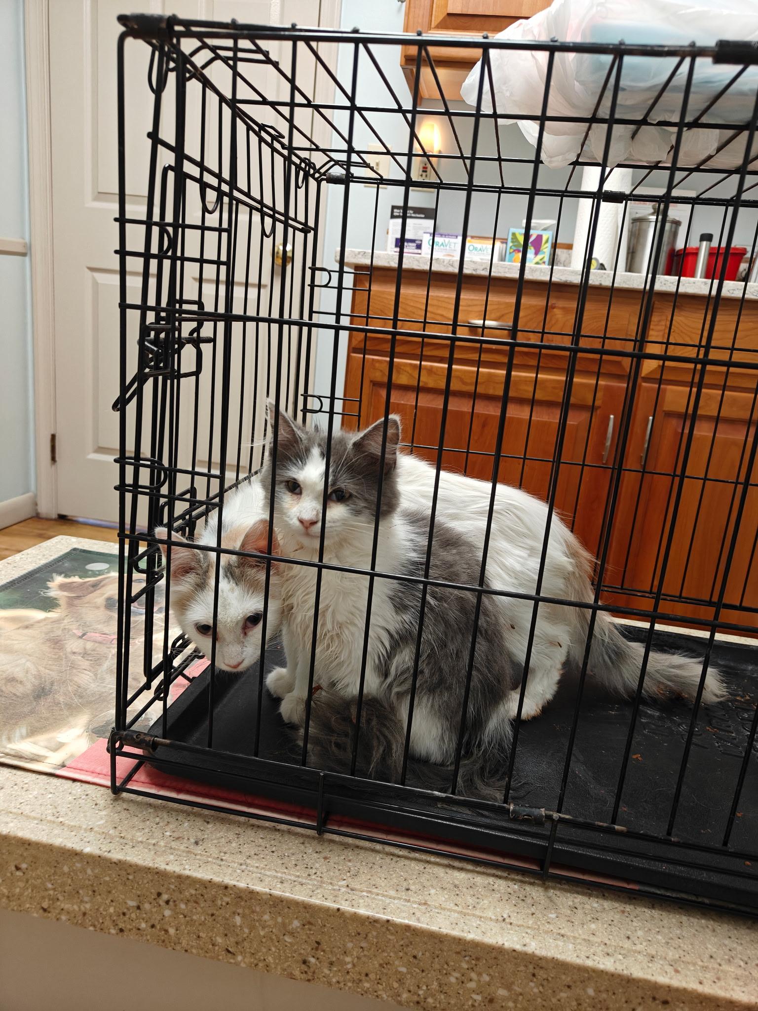 Oakley & Sage (bonded siblings), an adoptable Ragamuffin in LAKE ARIEL, PA, 18436 | Photo Image 2
