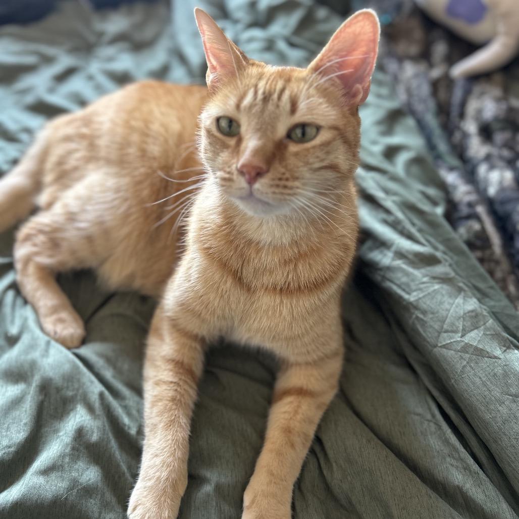 Yoshi, Adoptable, Adult Male Domestic Short Hair.