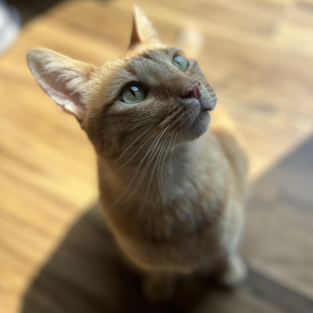 Enlarge Yoshi, a Adoptable Domestic Short Hair in Decatur, GA image 2/3