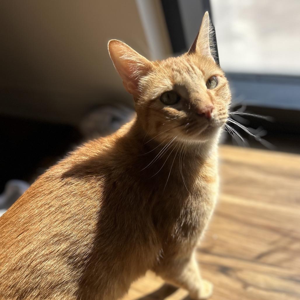 Enlarge Yoshi, a Adoptable Domestic Short Hair in Decatur, GA image 3/3