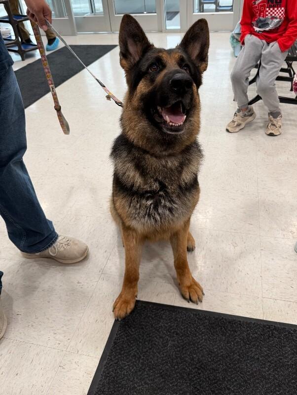 Enlarge Artemis, a Adoptable German Shepherd Dog in Hobbs, NM image 1/6