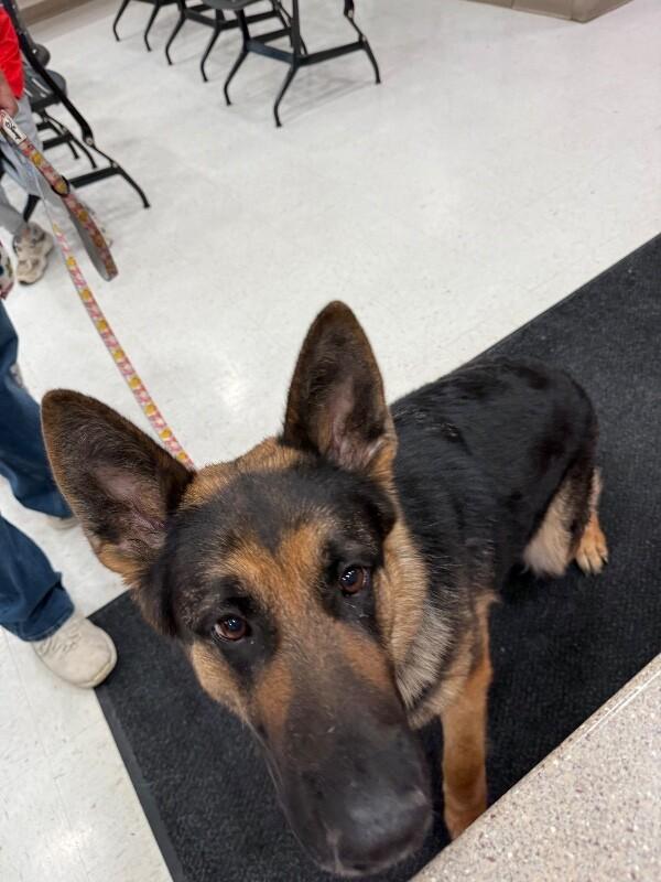 Enlarge Artemis, a Adoptable German Shepherd Dog in Hobbs, NM image 2/6