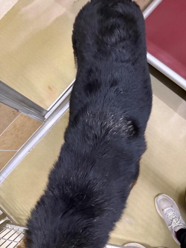 Enlarge Artemis, a Adoptable German Shepherd Dog in Hobbs, NM image 3/6