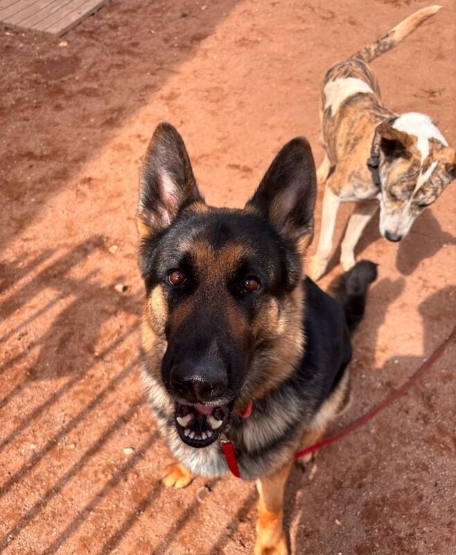 Enlarge Artemis, a Adoptable German Shepherd Dog in Hobbs, NM image 4/6