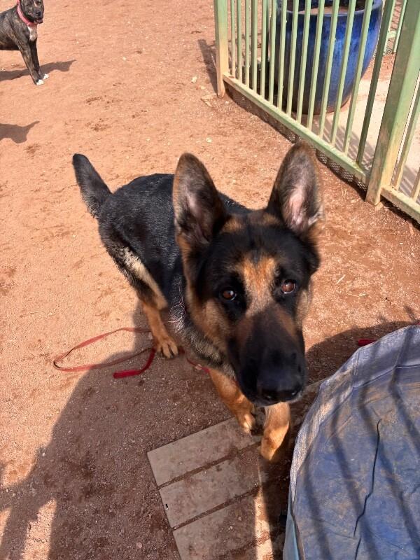 Enlarge Artemis, a Adoptable German Shepherd Dog in Hobbs, NM image 5/6