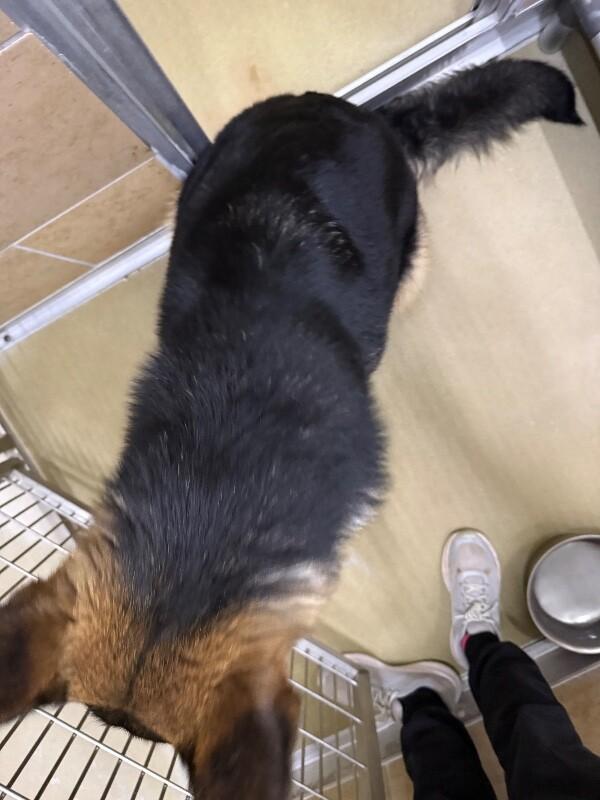 Enlarge Artemis, a Adoptable German Shepherd Dog in Hobbs, NM image 6/6