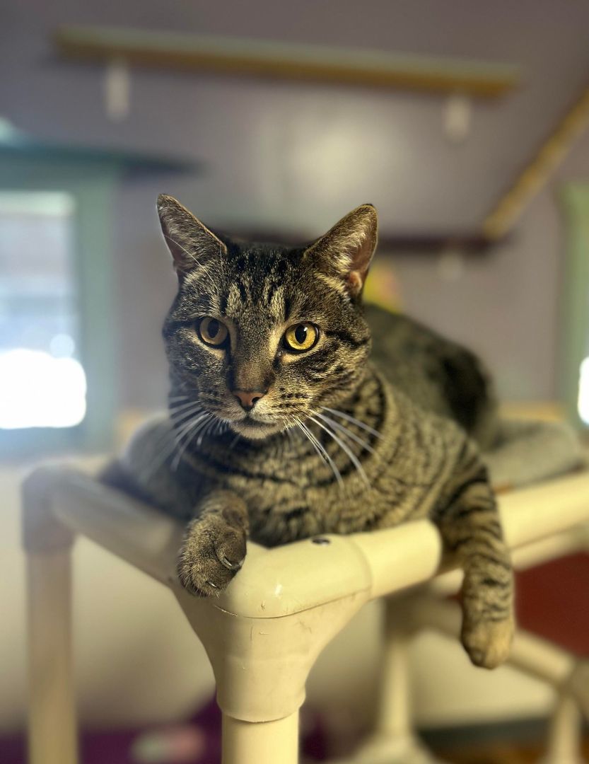 Grizzy, Adoptable, Adult Male Domestic Short Hair.