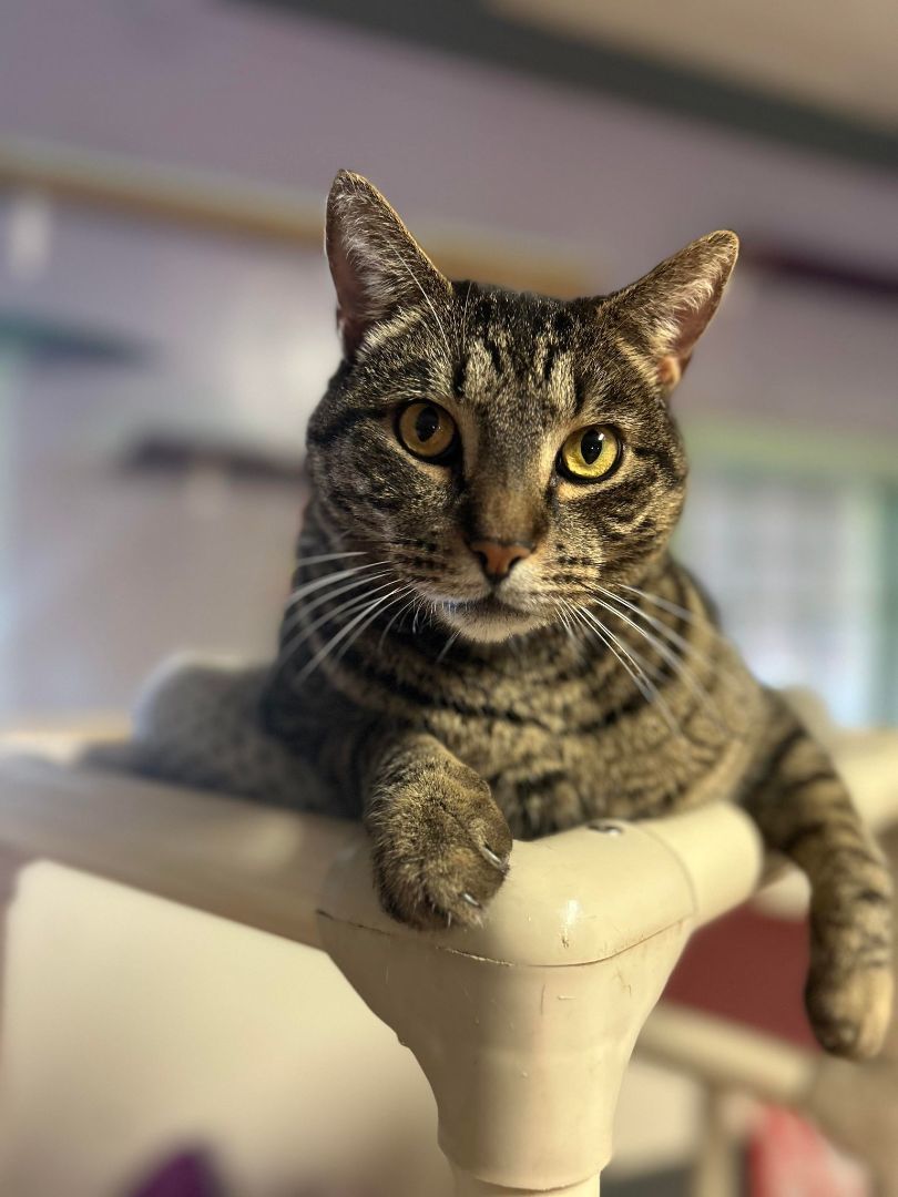 Enlarge Grizzy, a Adoptable Domestic Short Hair in Varnville, SC image 2/2