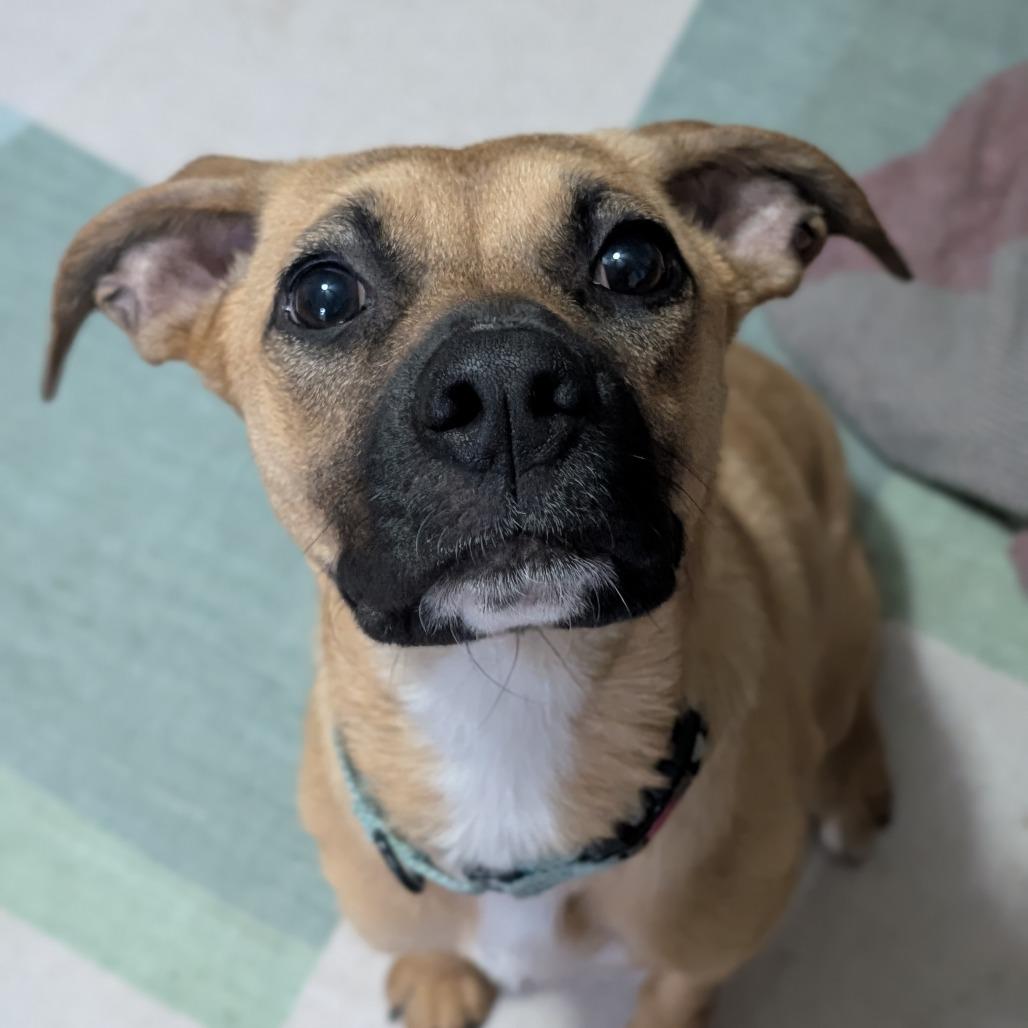 Lola $350, Adoptable, Young Female Mixed Breed & None.