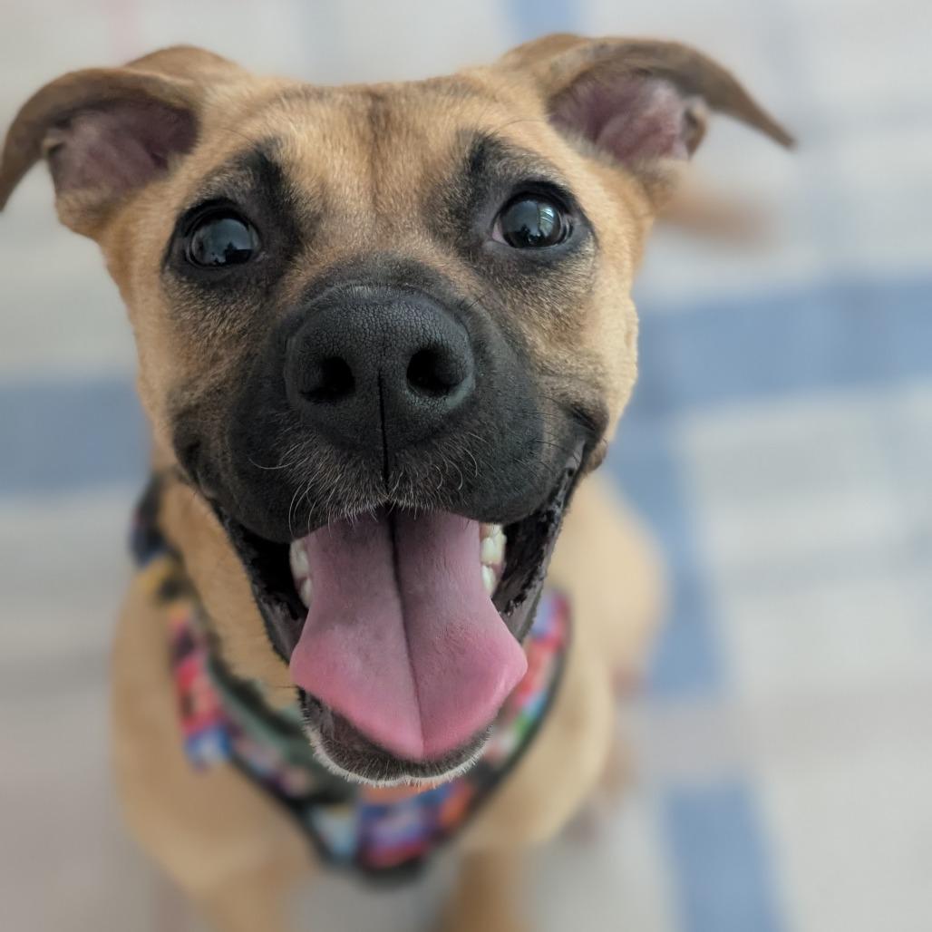 Lola $350, a Adoptable Mixed Breed in Milwaukee, WI image 2/3