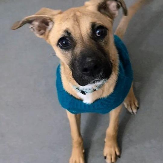 Lola $450, Adoptable, Young Female Black Mouth Cur & Mixed Breed.