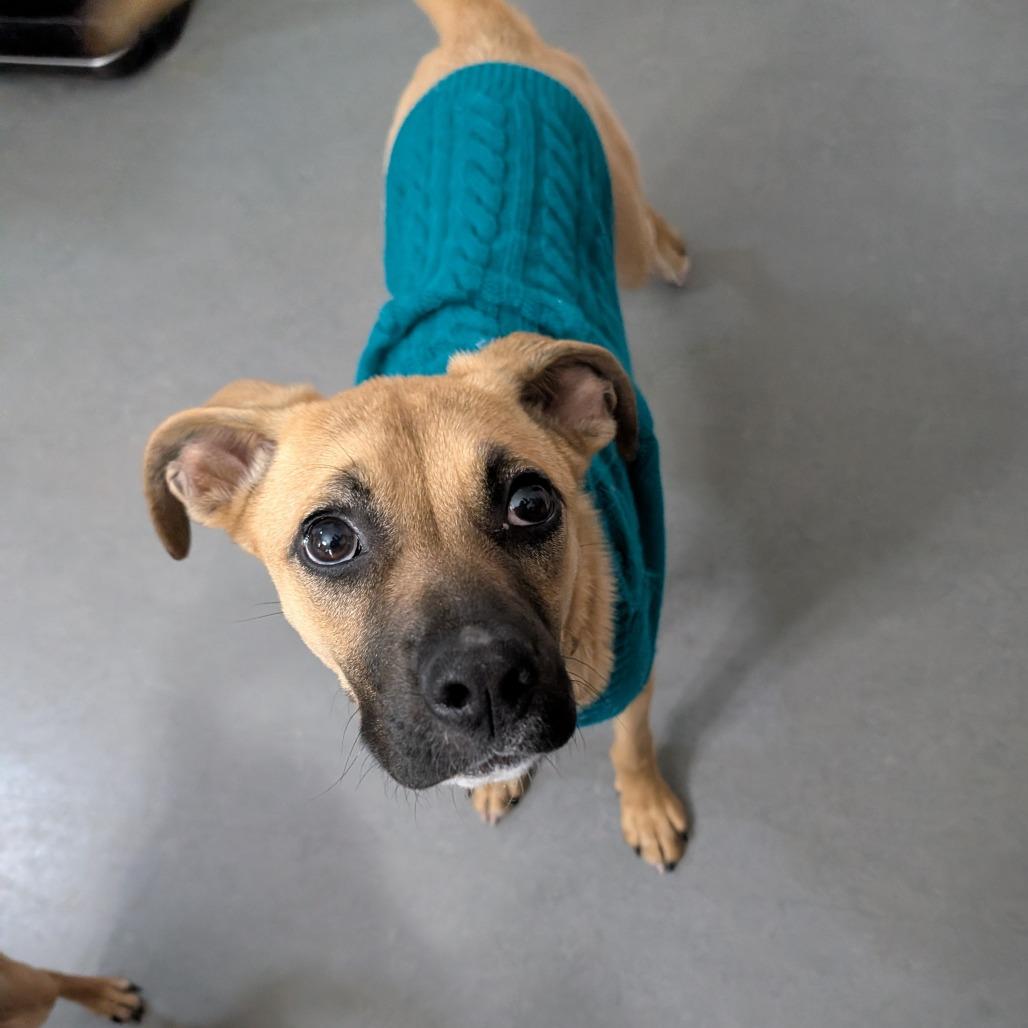 Enlarge Lola $450, a Adoptable mixed breed in Milwaukee, WI image 2/6