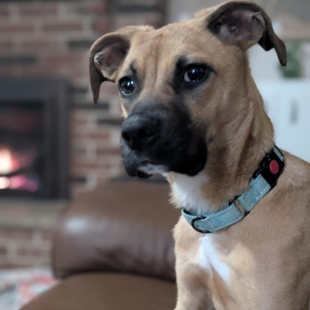 Enlarge Lola $450, a Adoptable mixed breed in Milwaukee, WI image 3/6