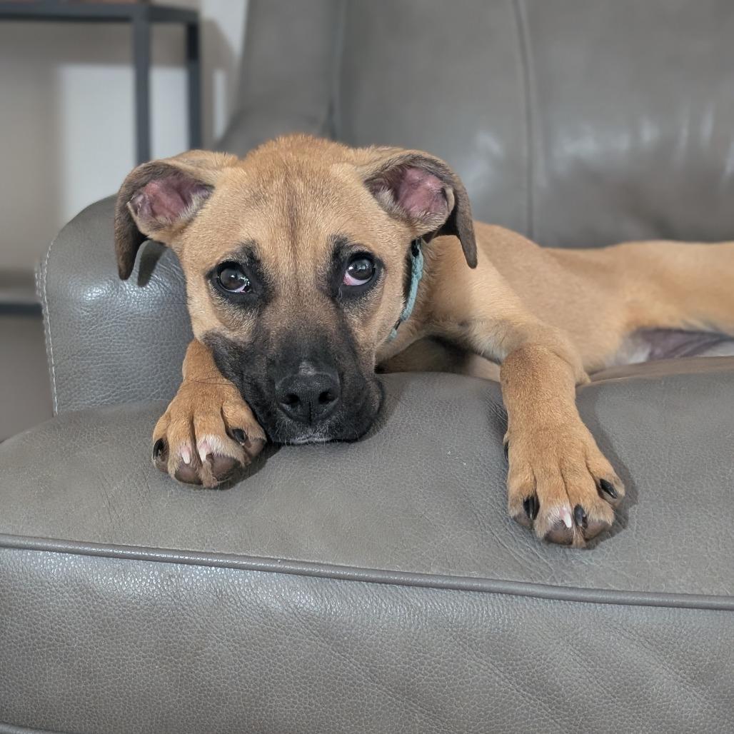 Enlarge Lola $450, a Adoptable mixed breed in Milwaukee, WI image 4/6