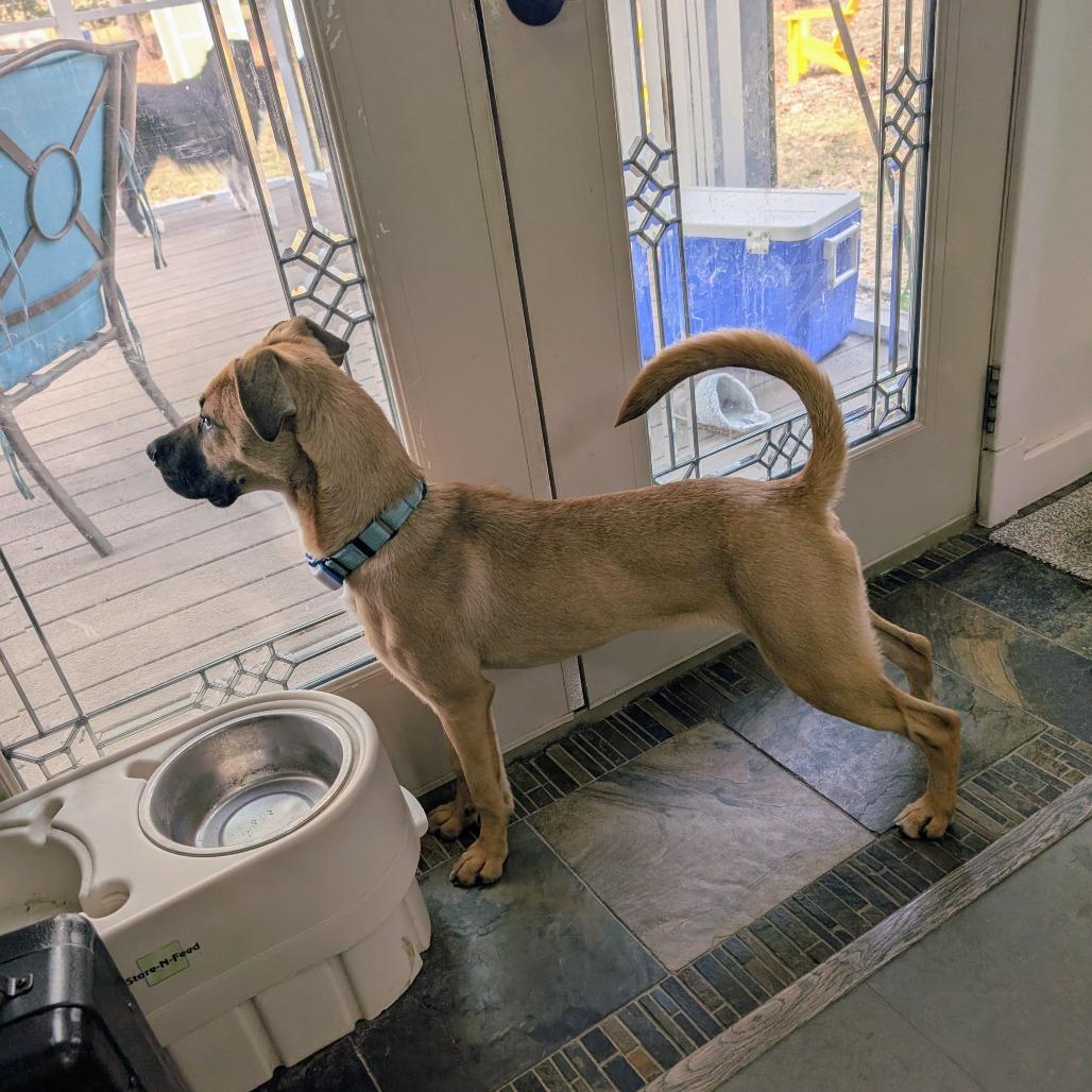 Enlarge Lola $450, a Adoptable mixed breed in Milwaukee, WI image 5/6