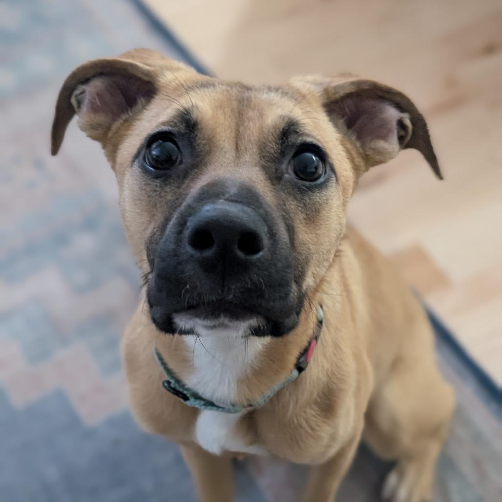 Enlarge Lola $450, a Adoptable mixed breed in Milwaukee, WI image 5/5