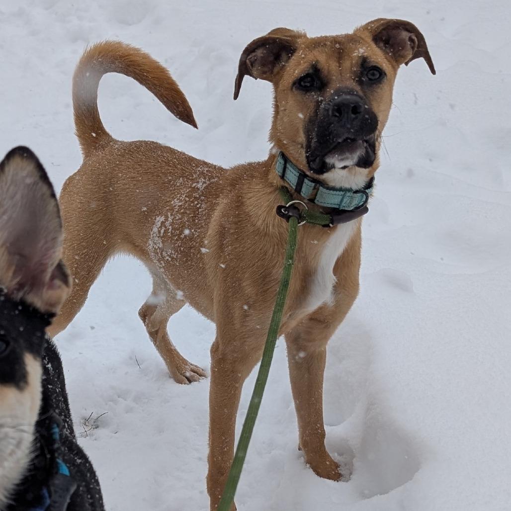 Enlarge Lola $450, a Adoptable mixed breed in Milwaukee, WI image 6/6