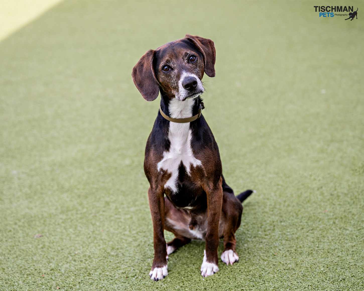 Enlarge Carver, a Adoptable Hound in Stamford, CT image 2/6
