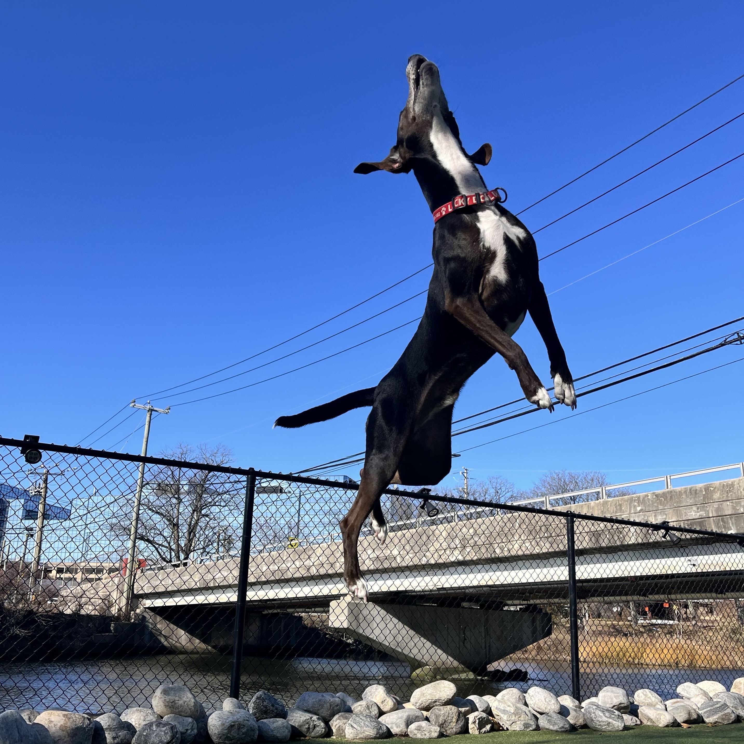 Enlarge Carver, a Adoptable Hound in Stamford, CT image 1/6