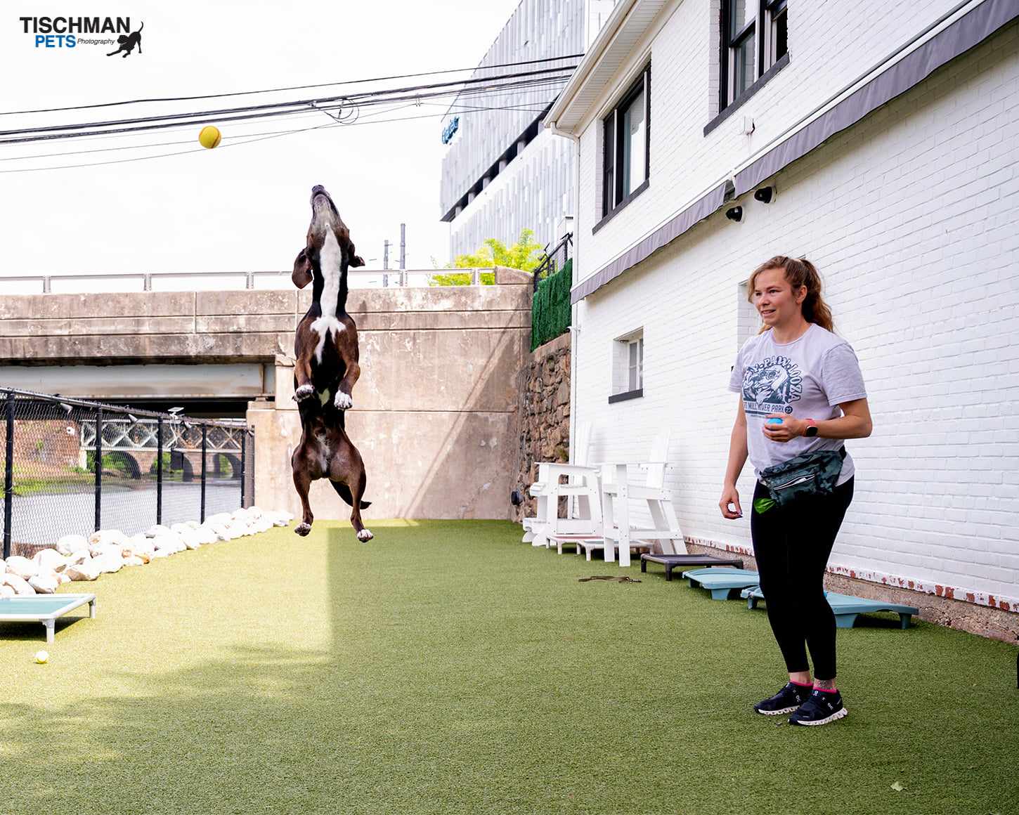 Enlarge Carver, a Adoptable Hound in Stamford, CT image 3/6