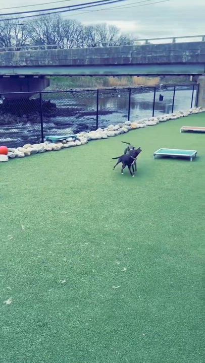 Enlarge Carver, a Adoptable Hound in Stamford, CT video 5/6