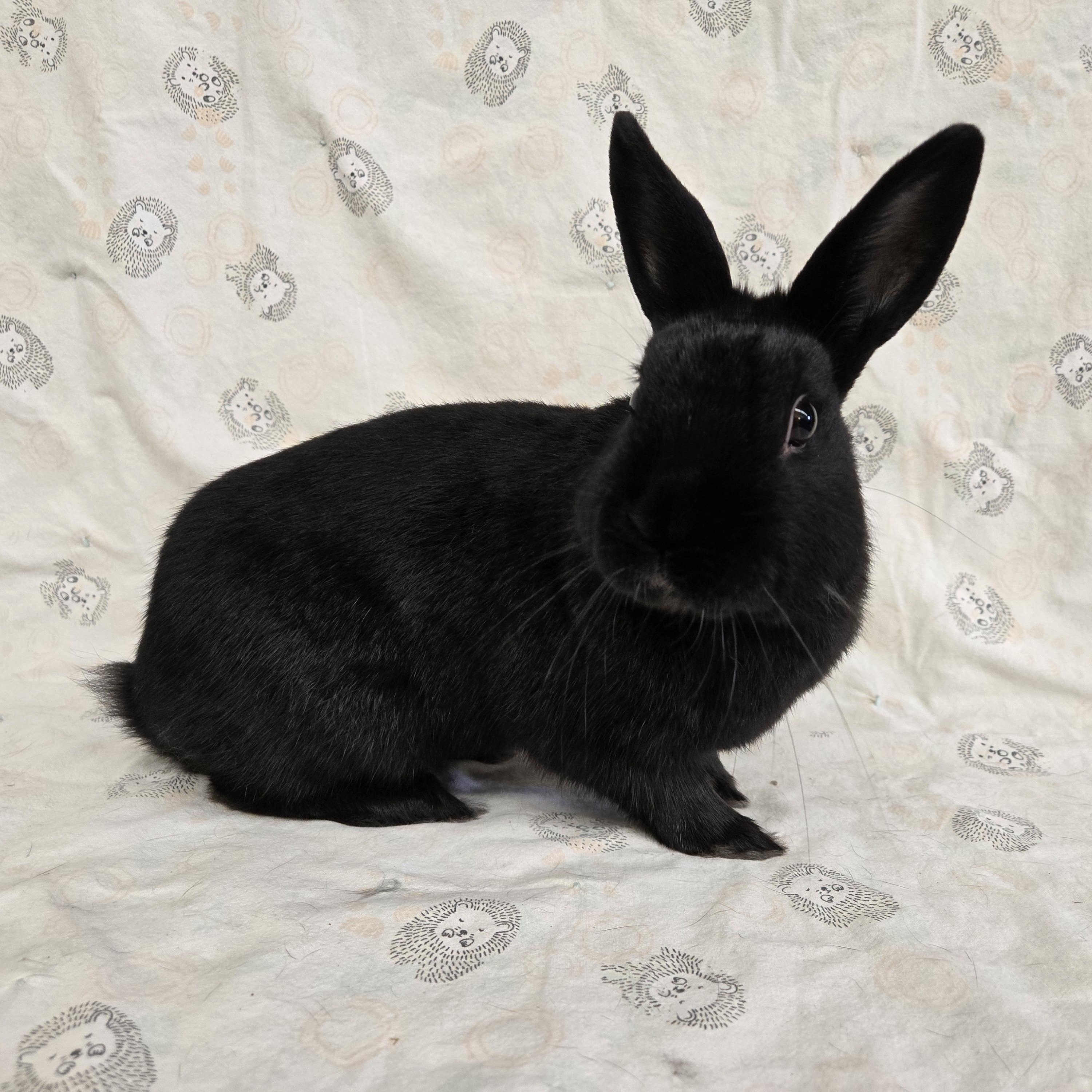 Caesar Salad, a ADOPTABLE mixed breed in Deerfield, WI image 3/3