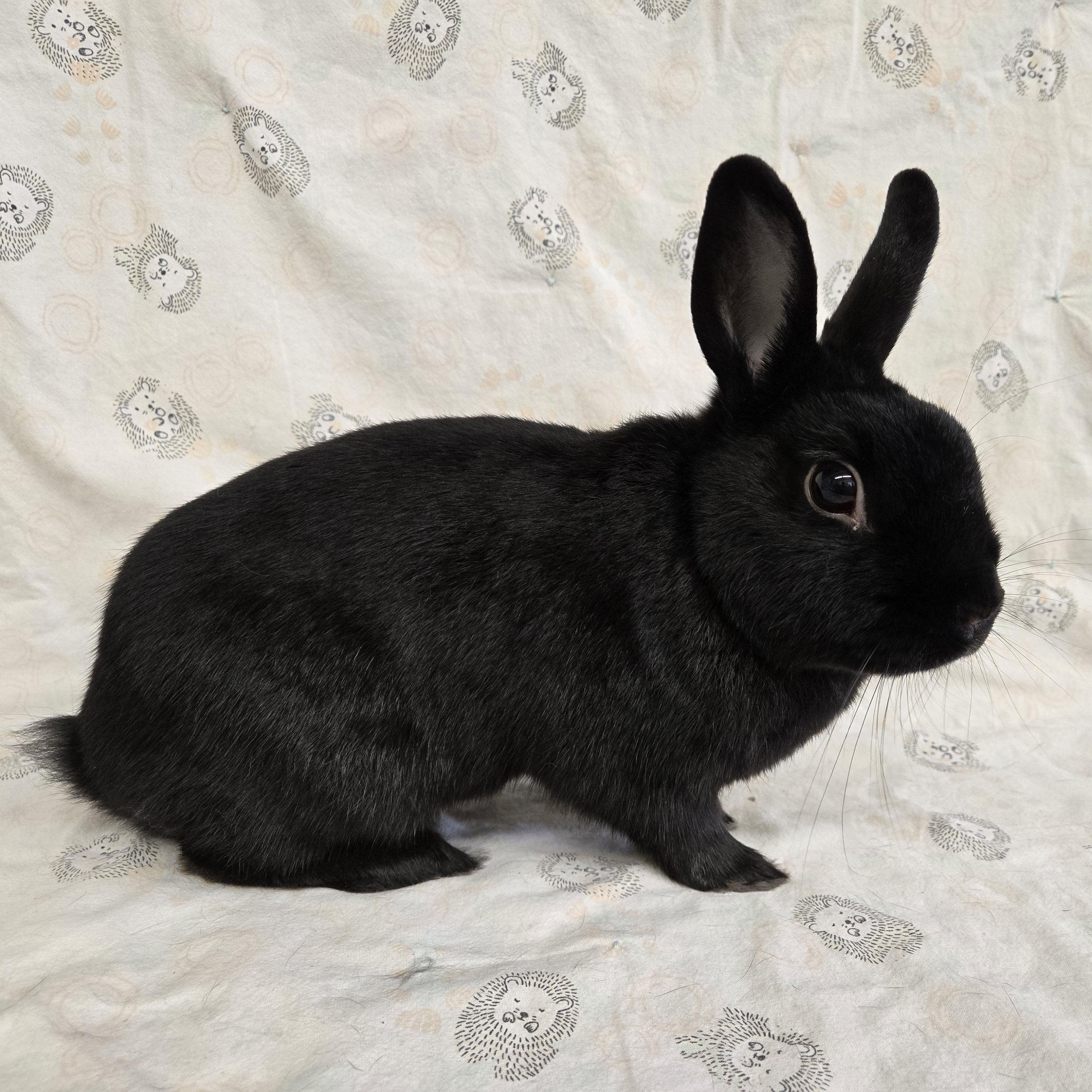 Caesar Salad, a ADOPTABLE mixed breed in Deerfield, WI image 2/3